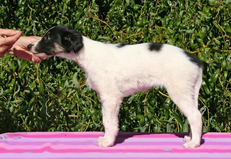 8 weeks - Girl 2 left